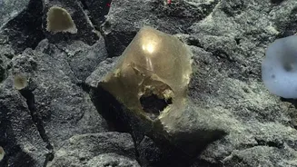 Entenda o que é a esfera dourada encontrada em zona abissal
