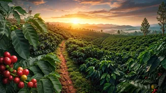 Estate Views Make Coorg The Smart Honeymoon Pick