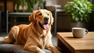 Weekend Plans? Try A Pet-Friendly Café