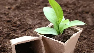 Turn kitchen waste into garden gold