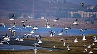 Tome And Plume: Winged World Citizens Warble To Welcome Advent Of Spring At Van Vihar