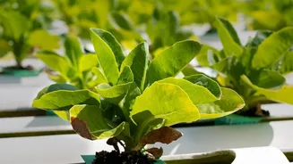 Soundwave Powered Crop Protection Offers Chemical Free Protection On Urban Farms