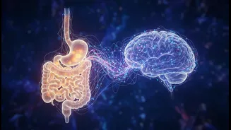 Glucose And Fructose Gut-Brain Research Needs Better Questions About Sugar Choices And Hunger Signalling