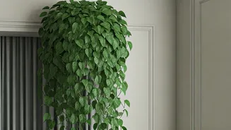 This Heartleaf Philodendron Curtain Rod Trick Instantly Upgrades Room Style