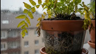 Why Fungal Root Rot Thrives In Poorly Drained Balcony Pots During Extended Dark Rainy Weeks