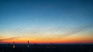 Bird Routes Are The Capital’s Coolest Nerdy Secret