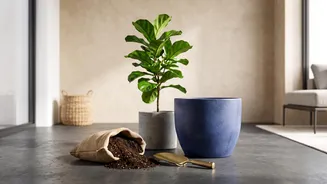 How to repot indoor plants easily