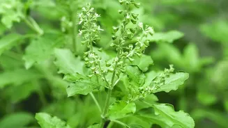 Simple Tips To Protect Balcony Herbs Like Basil And Mint In Rains