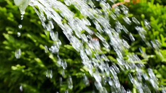 Plant Care Experts Encourage Flexible Watering During Rainy Months