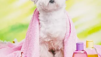 Veterinary Support Can Improve Safety across Grooming and Boarding