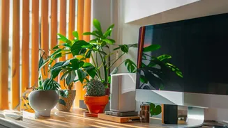 How Compact Air-Purifying Plants Bring Vibrant Natural Energy To Small Apartment Work-From-Home Settings