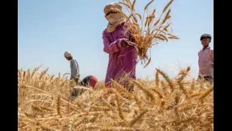 'The Usual Stance': Govt Source On Agri, Dairy Sectors In India-US Trade Deal Amid Debate