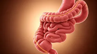 Sleep's Silent Impact: How Poor Rest Affects Your Gut