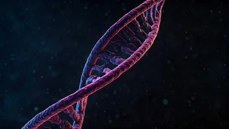 Decoding Genes: How They Influence Lifespan