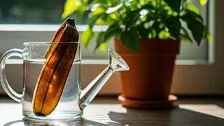 Use Diluted Banana Peel Water Guard Potted Jasmine Plants