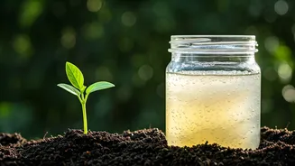 Why Homemade Probiotics Offer High Immunity During July Rains