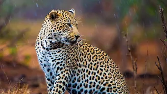 Changing Rainfall May Reshape Forest Habitats Across Different Parts Of India