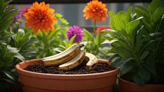Get Massive Vibrant Balcony Blooms Using Cheap Banana Peels
