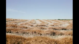 Deficient monsoon delays wheat sowing in India