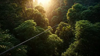 Soar Through Tsitsikamma: An Unforgettable Forest Canopy Ziplining Adventure