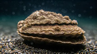 Unveiling Nature's Titans: Animals with Extraordinary Lifespans