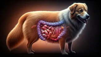 Decoding Your Pet's Gut Health and Behaviour