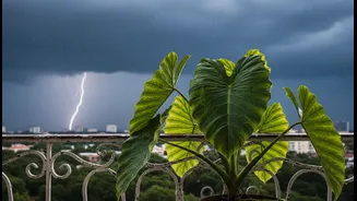Why monsoon checklist advises moving sensitive balcony tropical plants indoors during storms