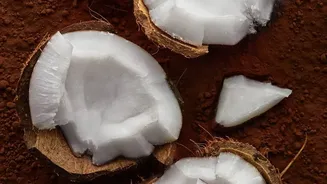 Drainage Decides Whether a Coconut Shell Can Hold a Plant