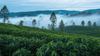These Misty Hills Are Pure Monsoon Magic