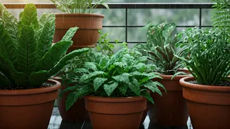 Monsoon Gardening For Tiny Spaces Starts Here