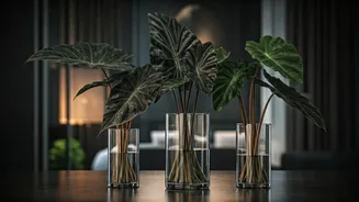Display Velvety Dark Alocasia Varieties In Clear Glass Vases Online