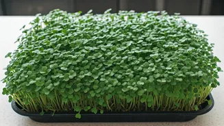 Grow Fresh Broccoli Microgreens In Tiny Apartment Kitchen Spaces Effortlessly