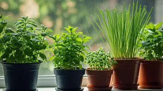 How To Maintain A Windowsill Garden With 4 Monsoon Herbs