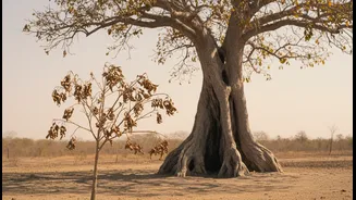 As Tropical Forests Face More Extreme Heat, Drought Risk Across Tall And Small Tropical Trees Becomes A Timely Story