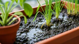 Waterlogging Can Ruin Your Green Balcony Fast