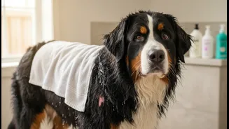 Why Post-Rain Towel Drying Is Insufficient For Preventing Fungal Dermatitis In Thick-Coated Breeds
