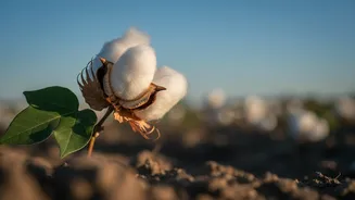 Record-Low Cotton Sowing: What It Means for Farmers and Policy Readers