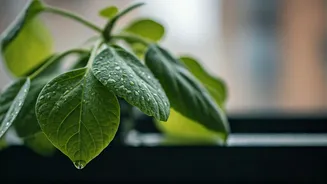 Liquid Seaweed Helps Balcony Foliage Survive Afternoon Humidity