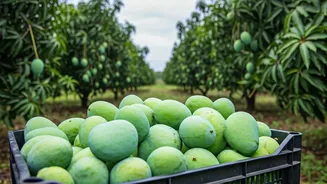 Unseasonal Rainfall's Impact: India's Mango Crisis