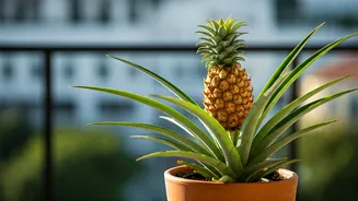 Your Balcony Needs Pineapple Plant Energy