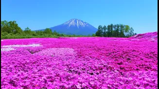 Discovering Hokkaido: Japan’s Cool, Cozy Northern Escape