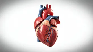 Heart Health: Risks & Prevention Strategies