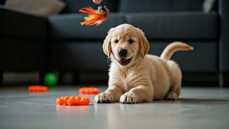 Indoor Games Can Save Rainy-Day Pet Restlessness