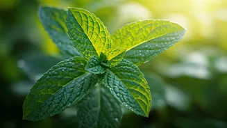 Unlocking Wellness: 5 Surprising Health Perks of African Mint