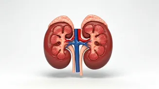 Kidney Health: Protecting Your Kidneys for a Healthy Life