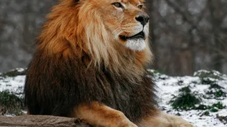 After Gir, Barda Could Become A Key Refuge For India's Asiatic Lions
