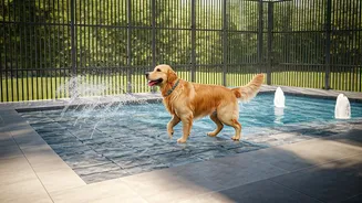 Indian Pet Facilities Upgrade Infrastructure Installing Exclusive Dog Splash Zones