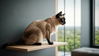 Give Your Apartment Cat Premium Views Via Wall Shelves