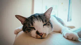 Bem-estar felino: Identifique os sinais de estresse em gatos e saiba como agir