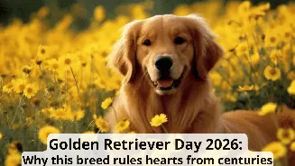 Golden Retriever Day 2026: History, significance, and fascinating facts behind world’s friendliest dog